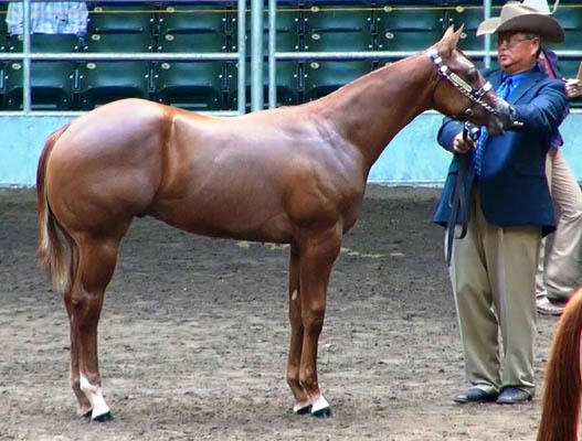 Equi-Gloss
